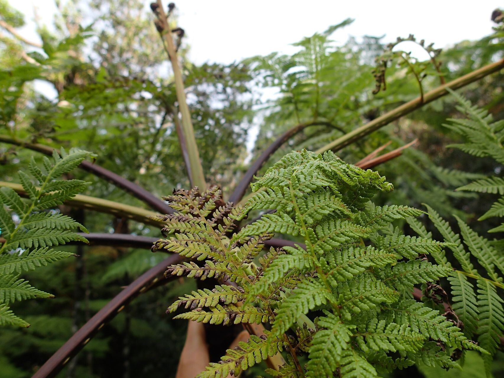 Cyathea cicatricosa — houseplant care guide