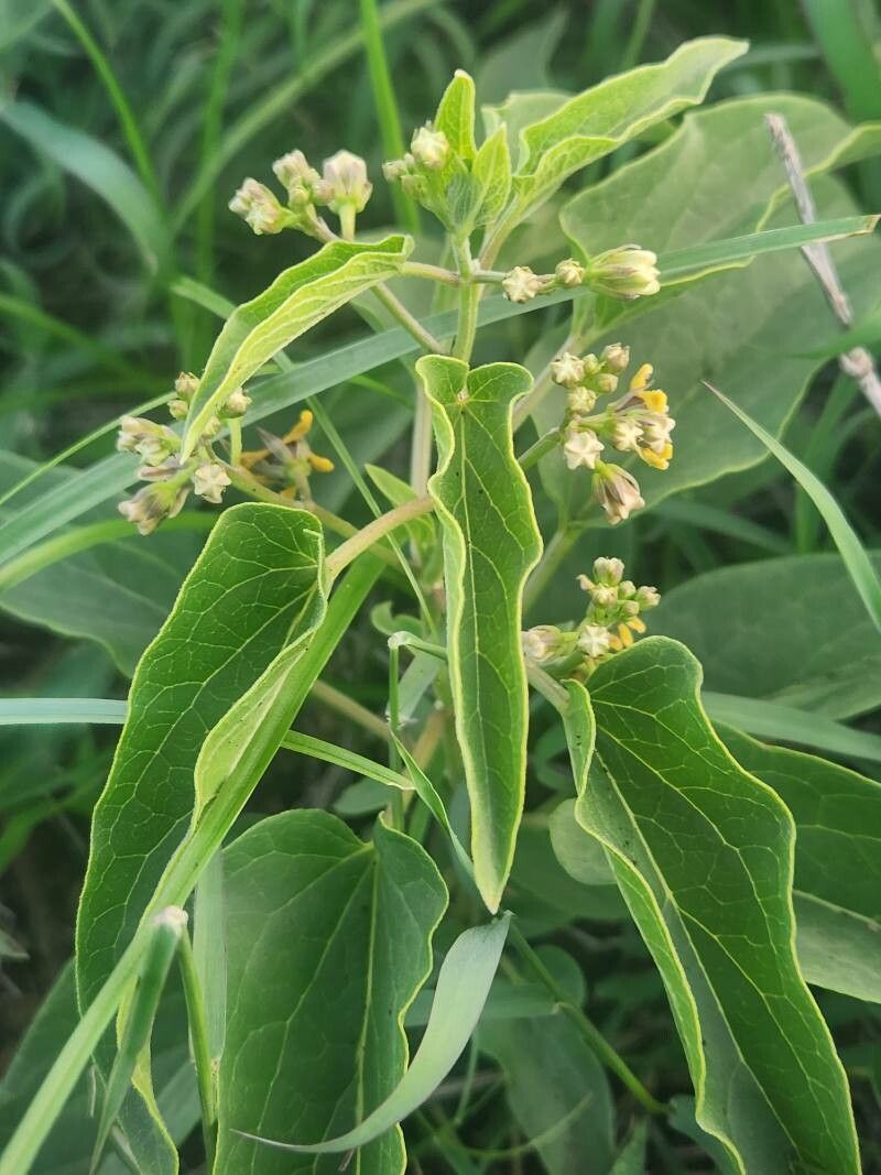 Cynanchum somaliense leaf