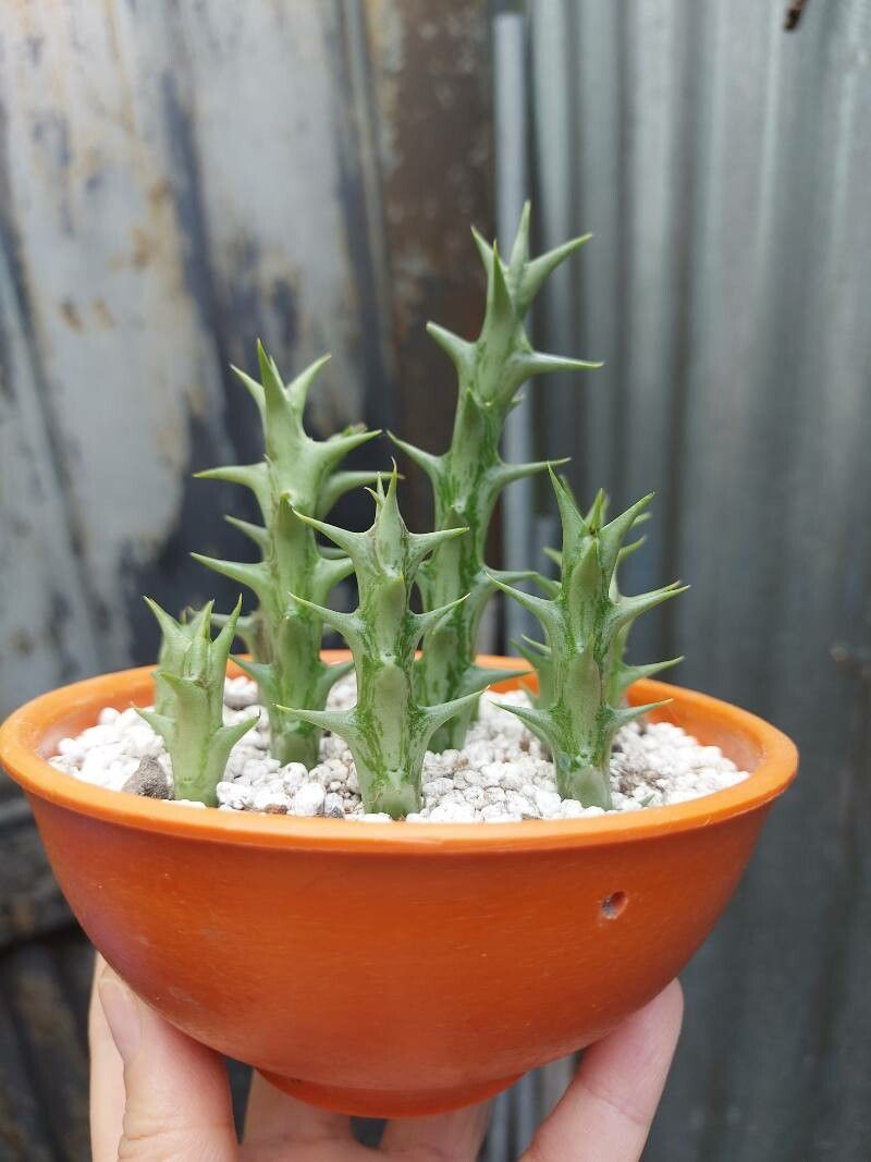 Orbea dummeri — search result for 'Eastern South Africa'