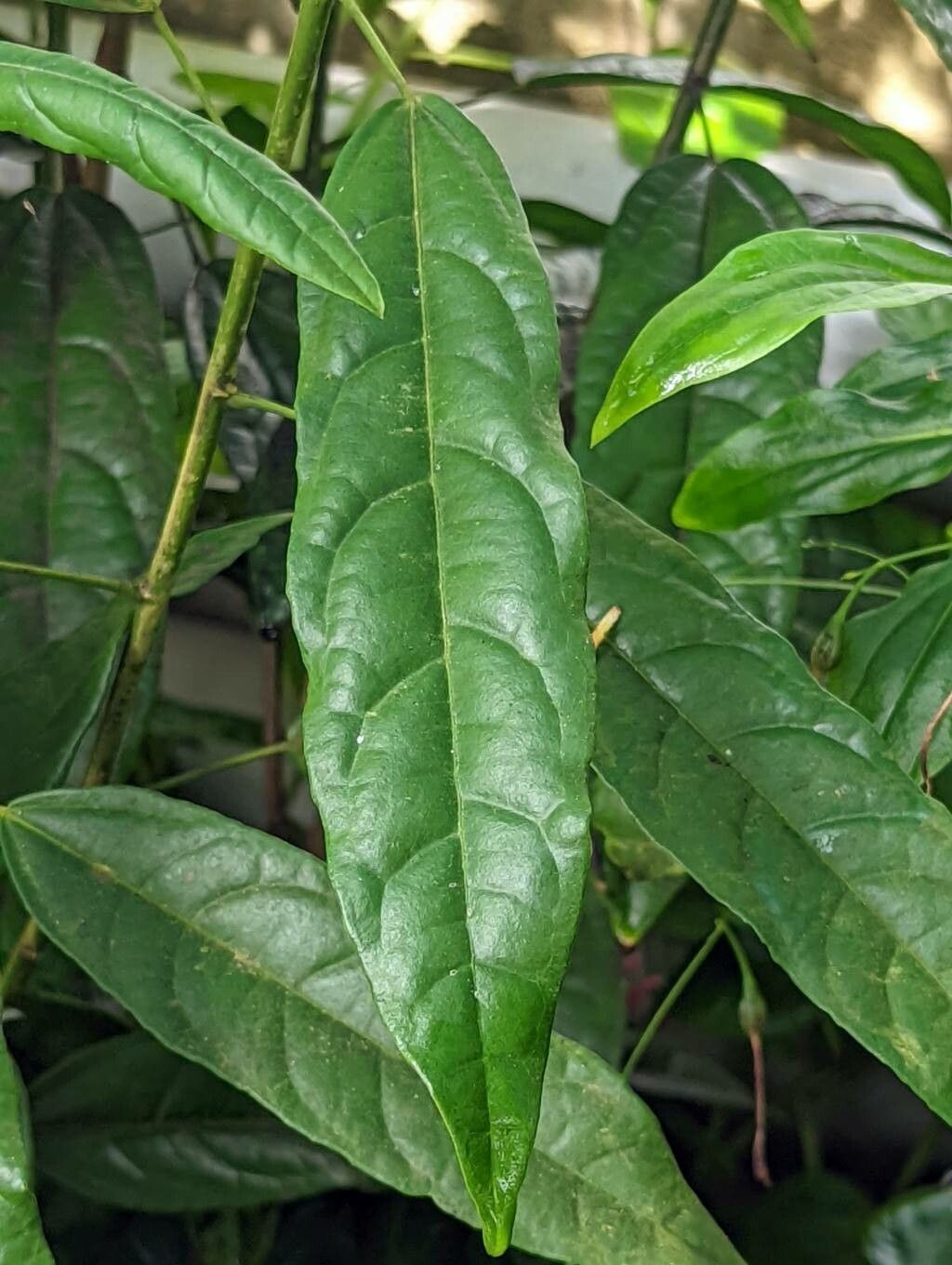 Pavonia multiflora — search result for 'Pavonia'