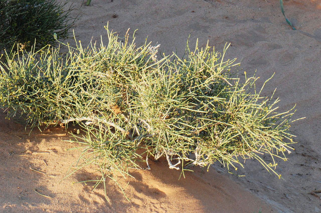 Ephedra alata habit