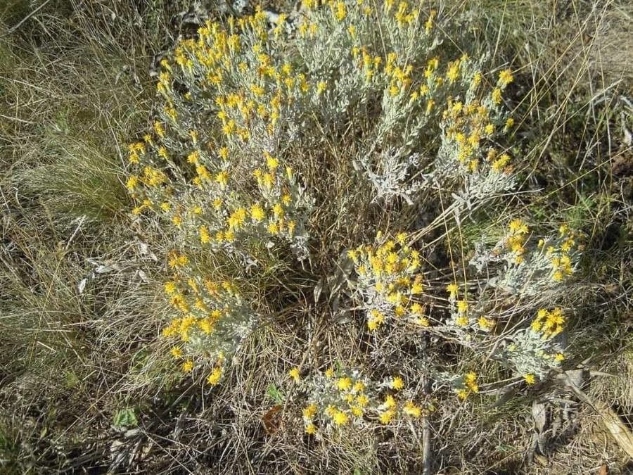 Galatella villosa habit