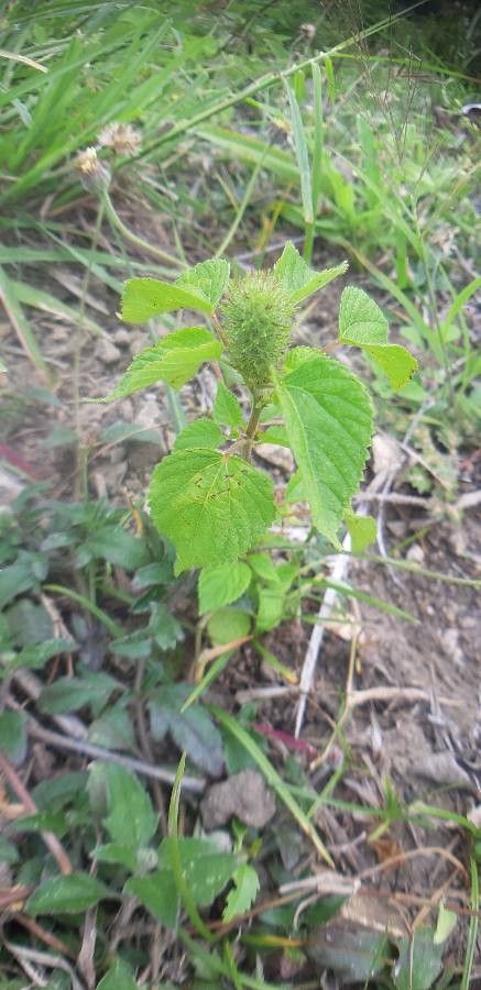 Acalypha aristata fruit