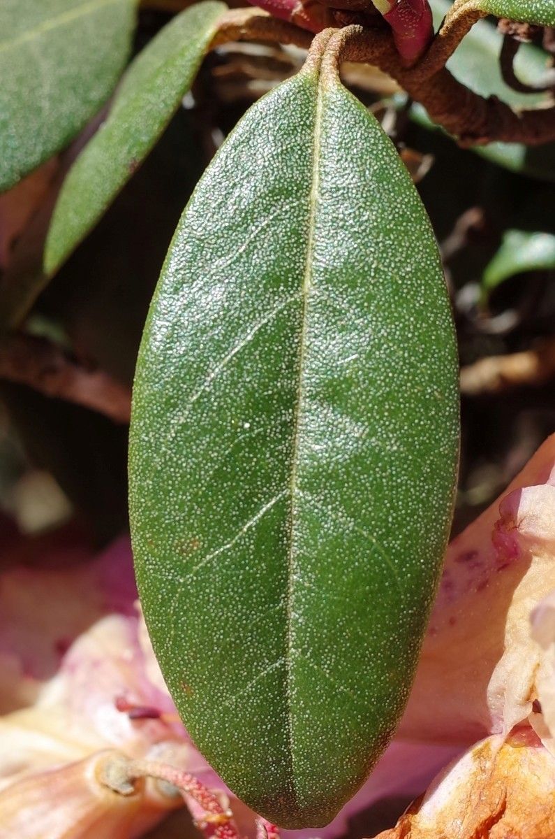 Rhododendron rubiginosum leaf