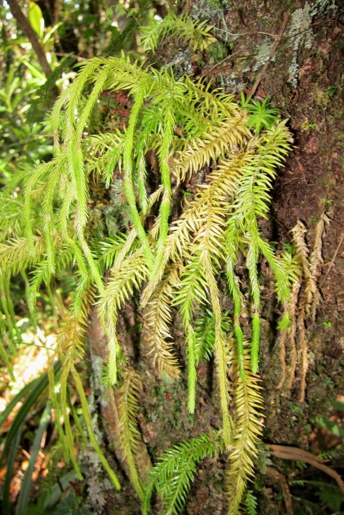 Phlegmariurus schlechteri habit