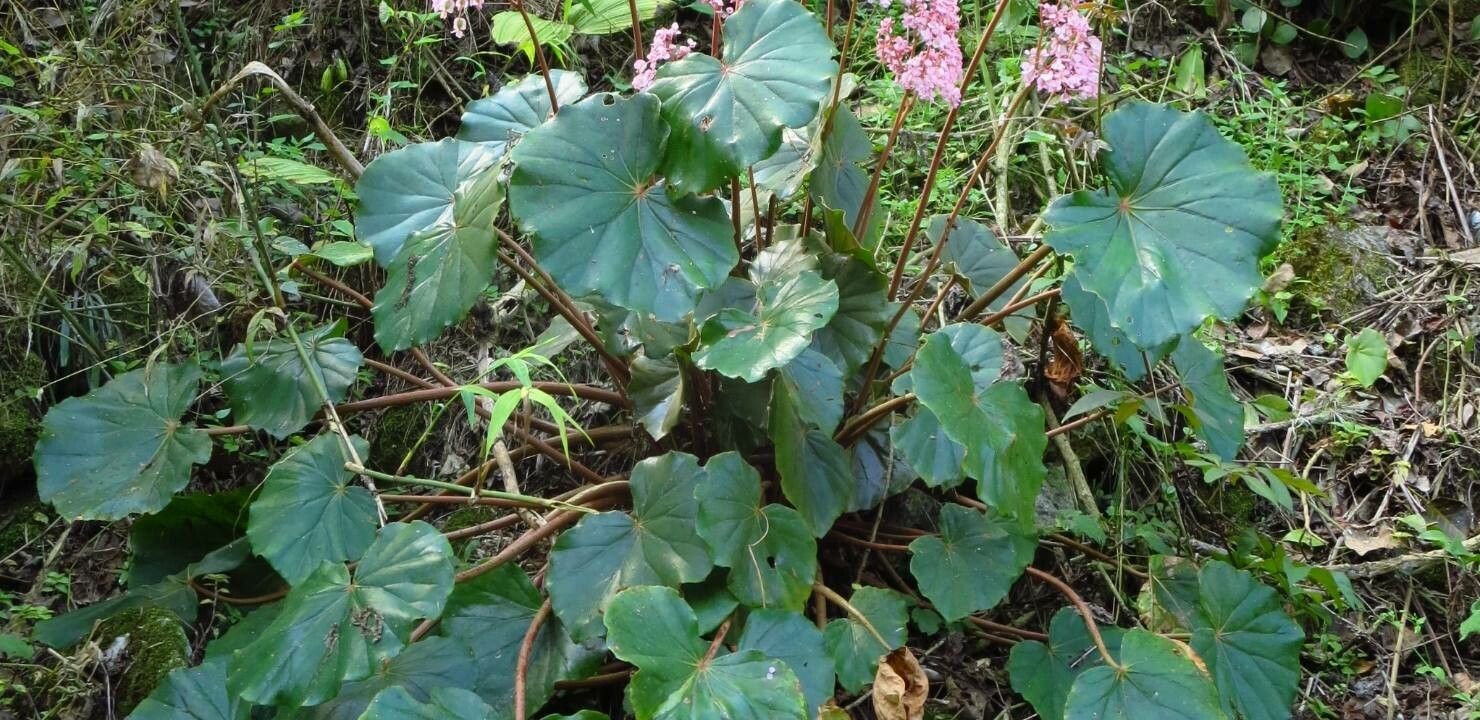 Begonia hydrocotylifolia leaf