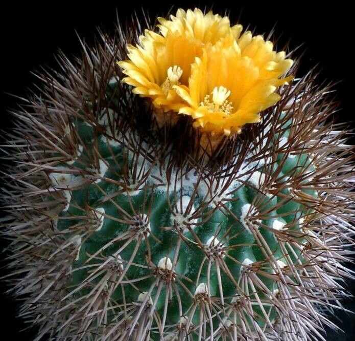 Parodia hegeri — houseplant care guide