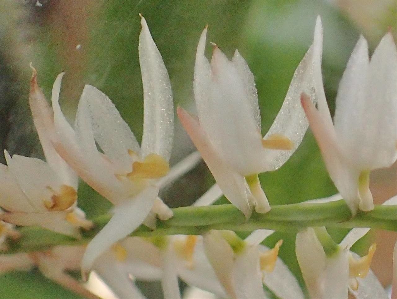 Dendrochilum glumaceum flower