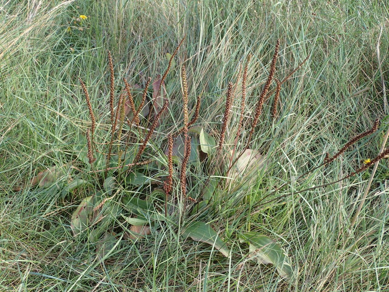 Plantago cornuti habit