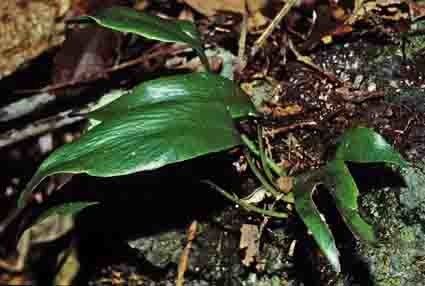 Antrophyum plantagineum — houseplant care guide