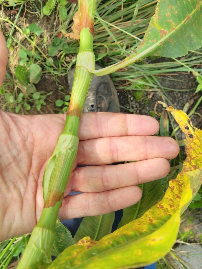 Persicaria senegalensis bark