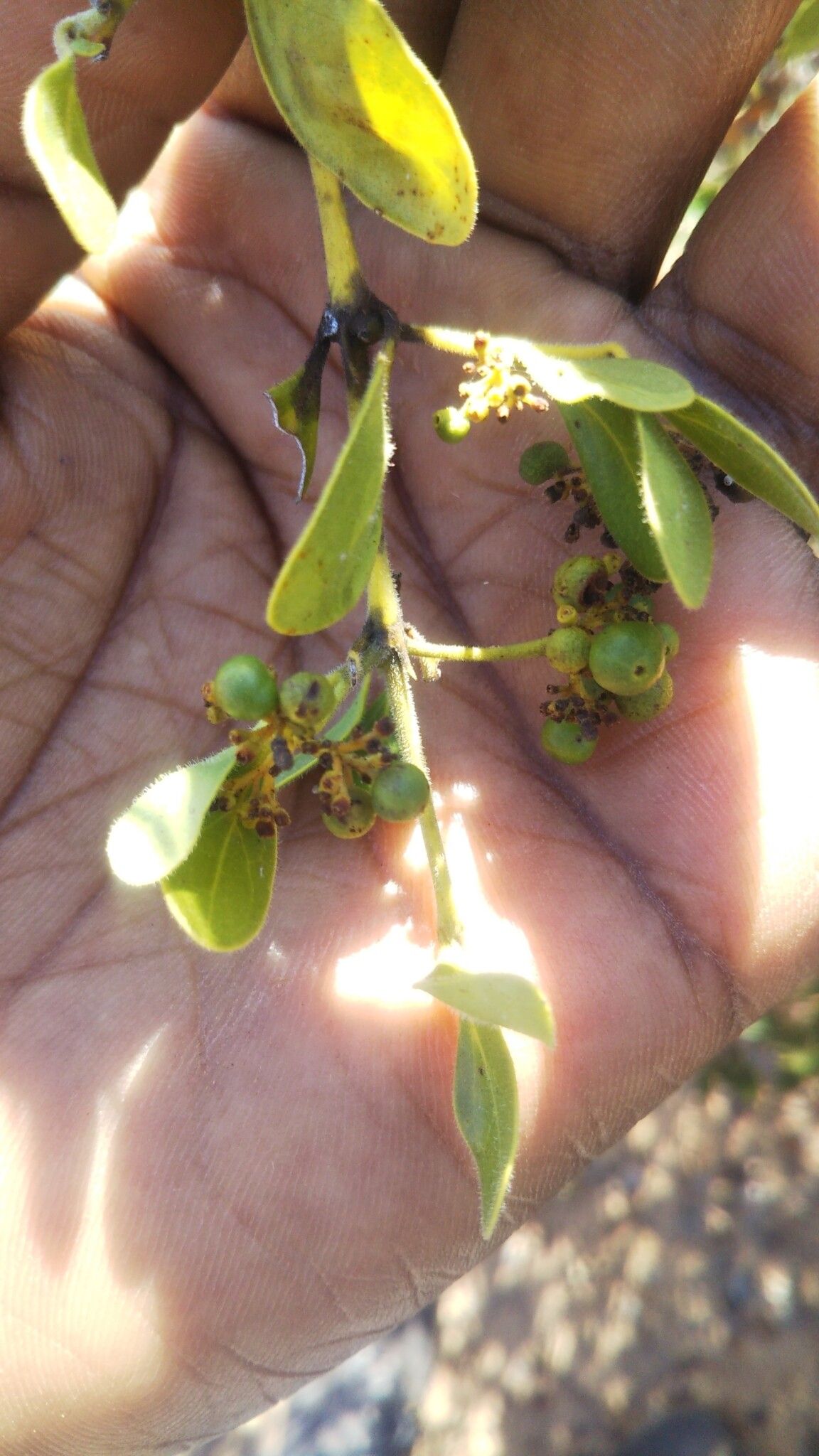 Psydrax manambyanus — houseplant care guide