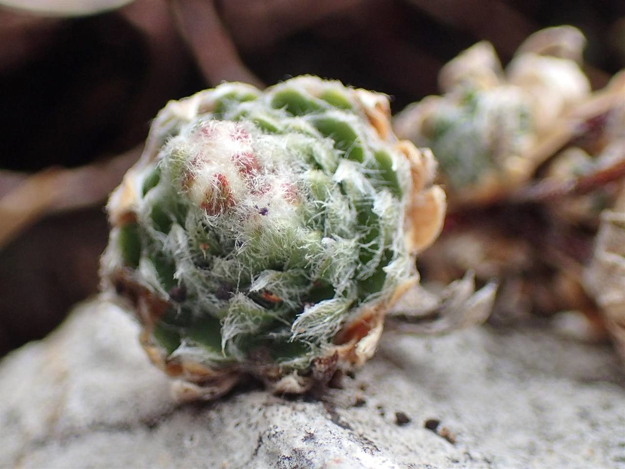 Androsace villosa fruit