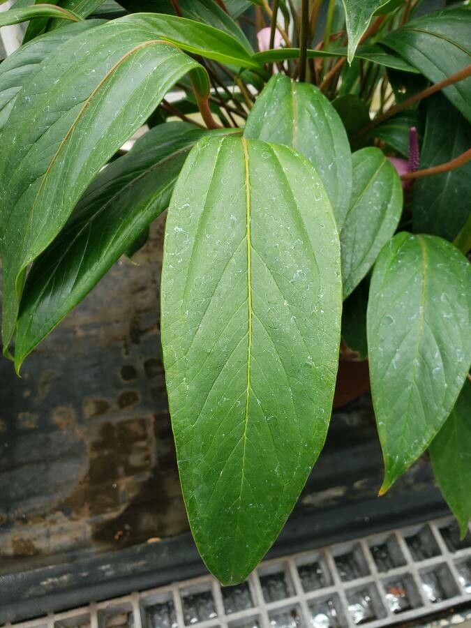Anthurium amnicola leaf