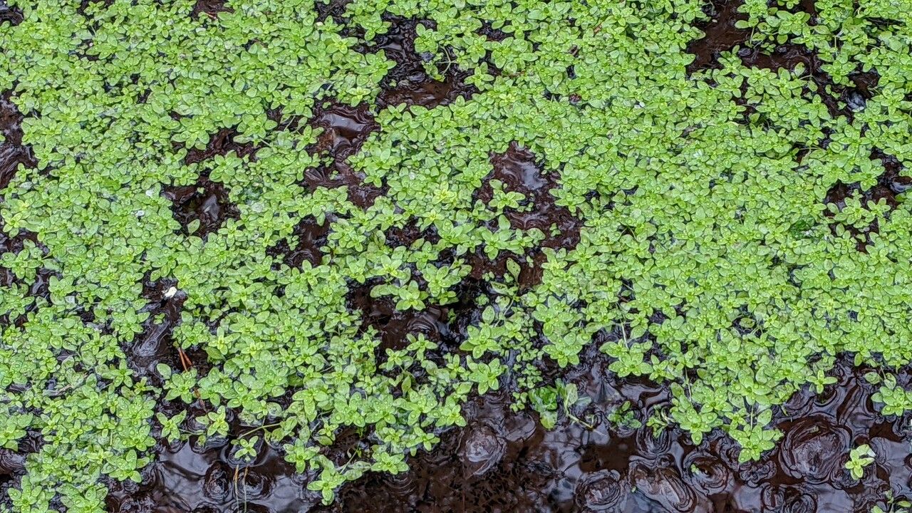 Callitriche palustris habit