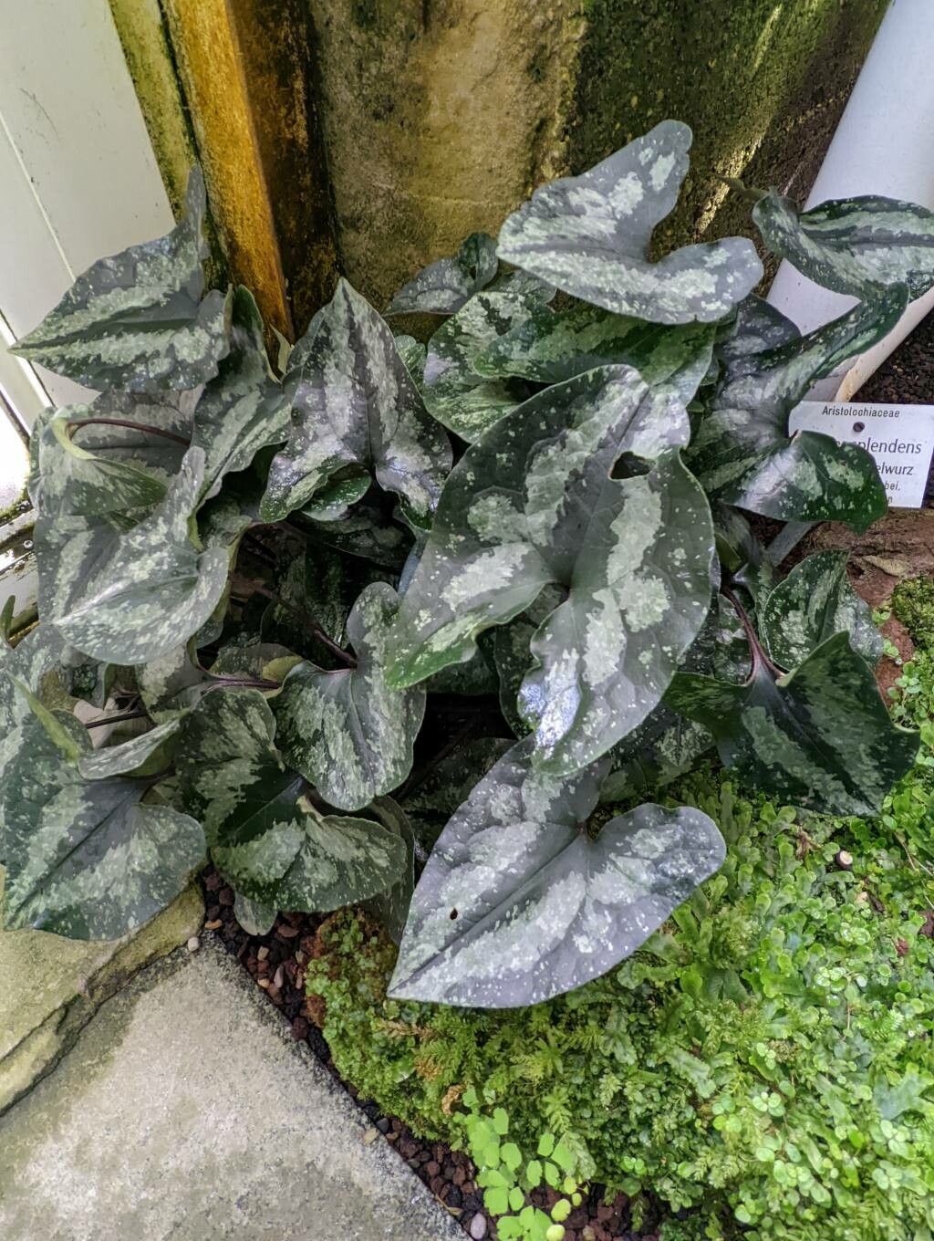 Asarum splendens habit