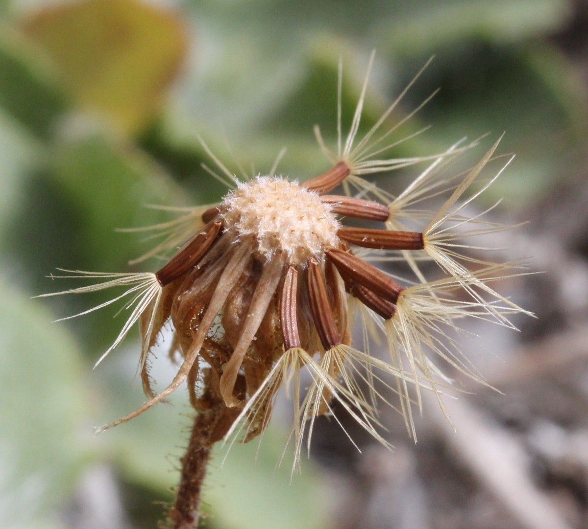 Hieracium pseudocerinthe flower