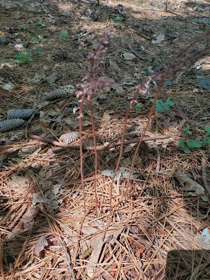 Corallorhiza wisteriana — houseplant care guide