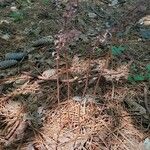 Corallorhiza wisteriana