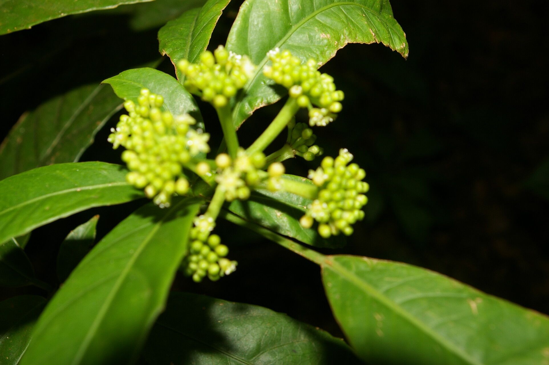 Dendropanax stenodontus leaf