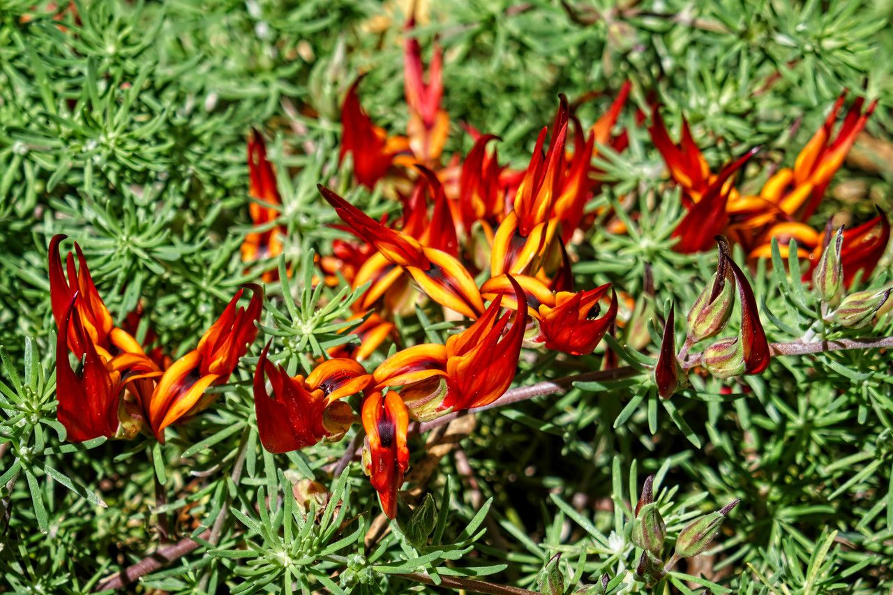 Lotus berthelotii bark