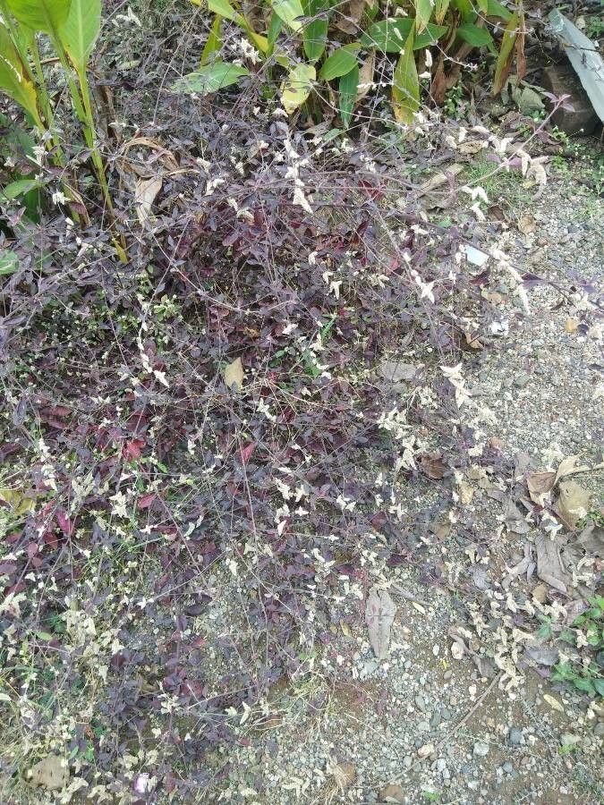 Aerva sanguinolenta habit