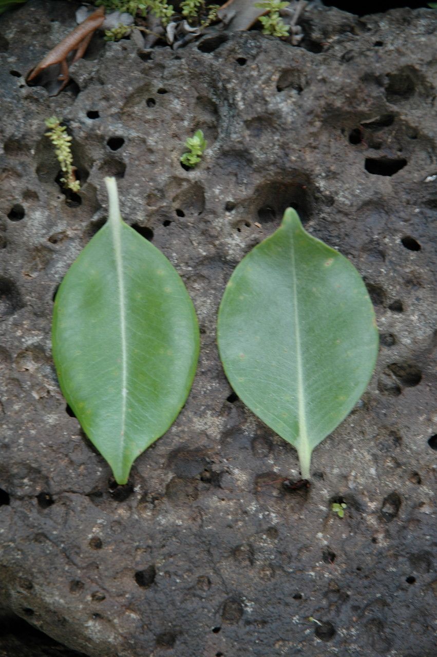 Metrosideros macropus — search result for 'Metrosideros'