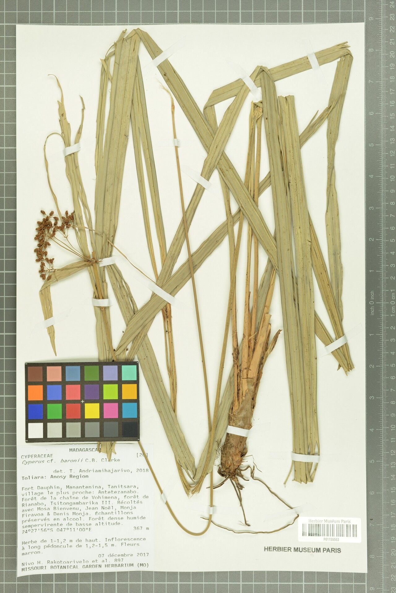 Cyperus baronii — houseplant care guide