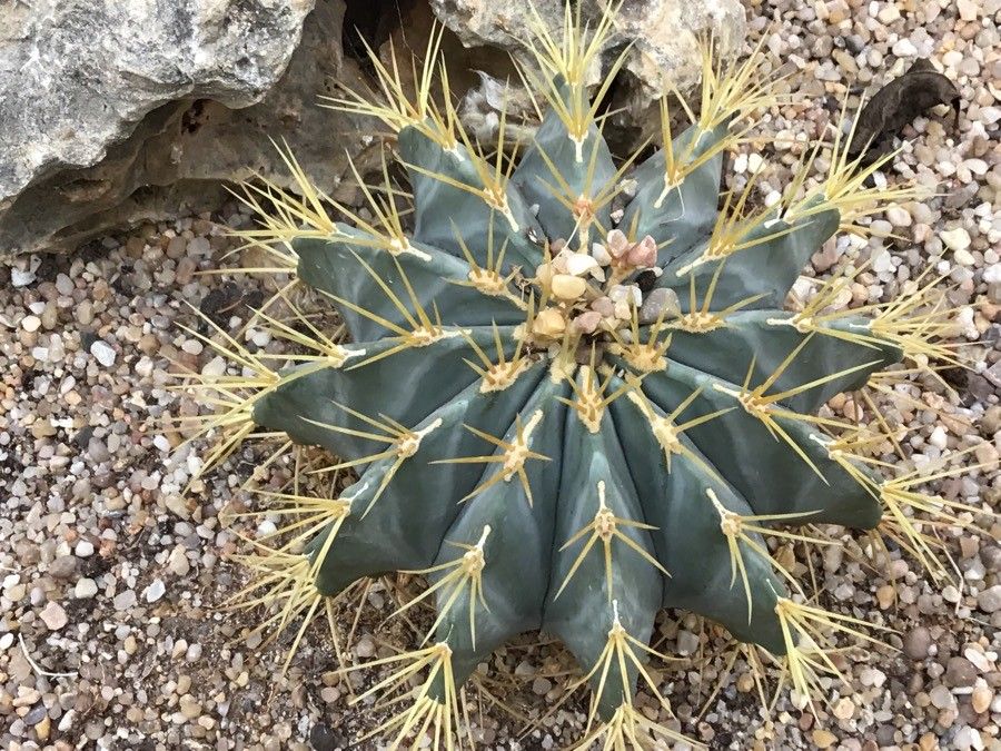 Ferocactus recurvus — houseplant care guide