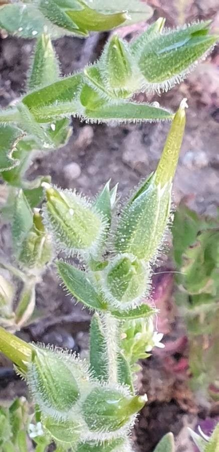 Cerastium dichotomum fruit
