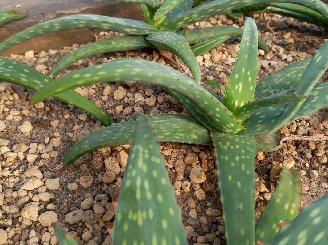 Aloe sinkatana leaf