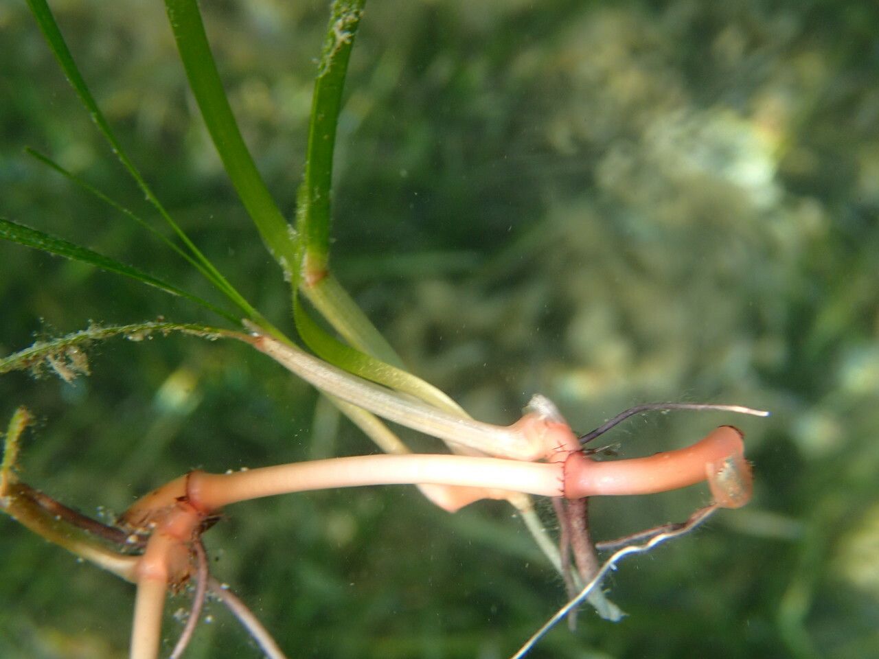 Cymodocea nodosa bark