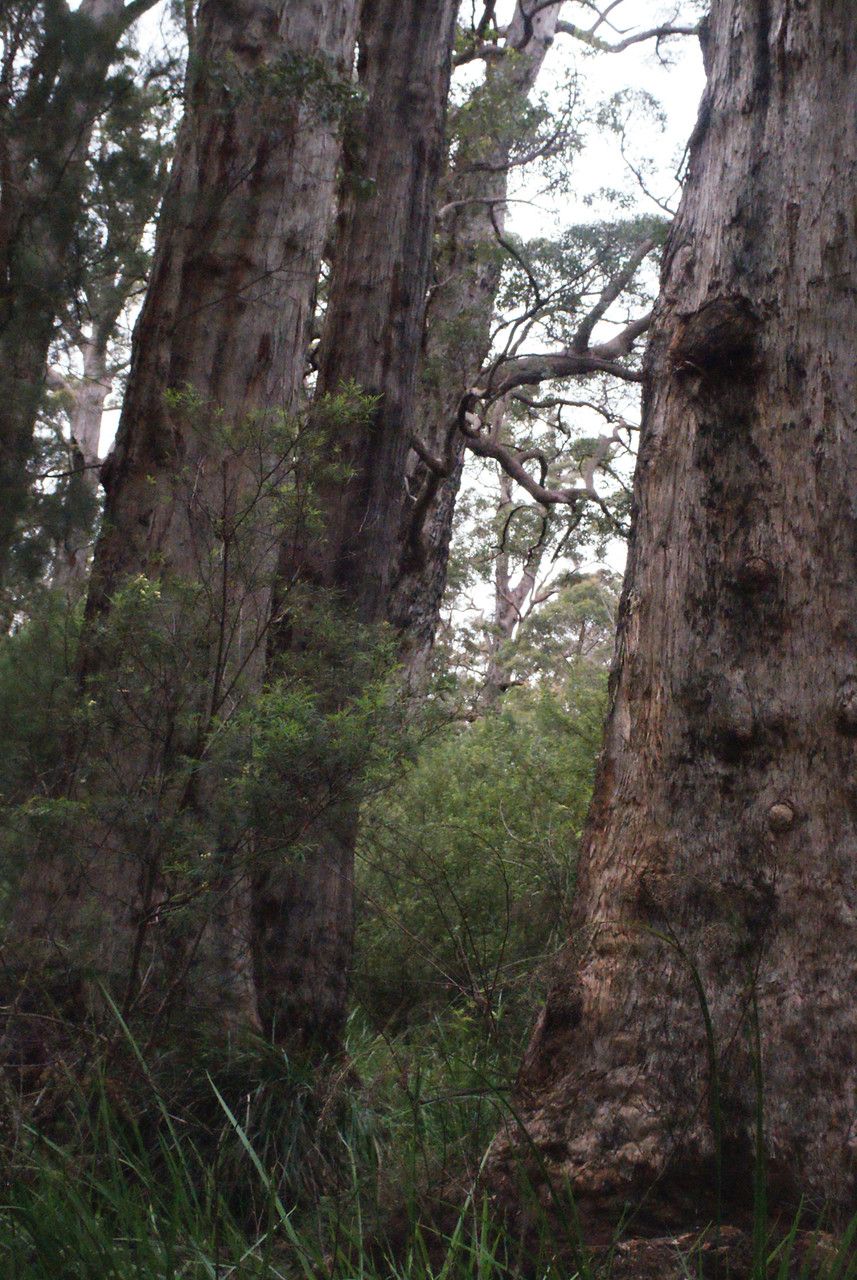 Eucalyptus jacksonii bark