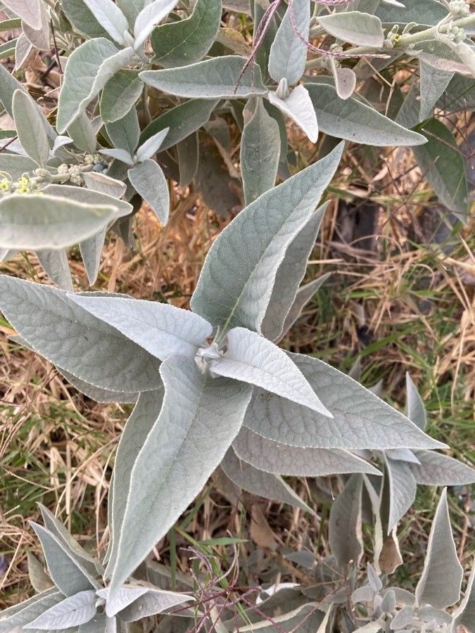 Buddleja sessiliflora leaf