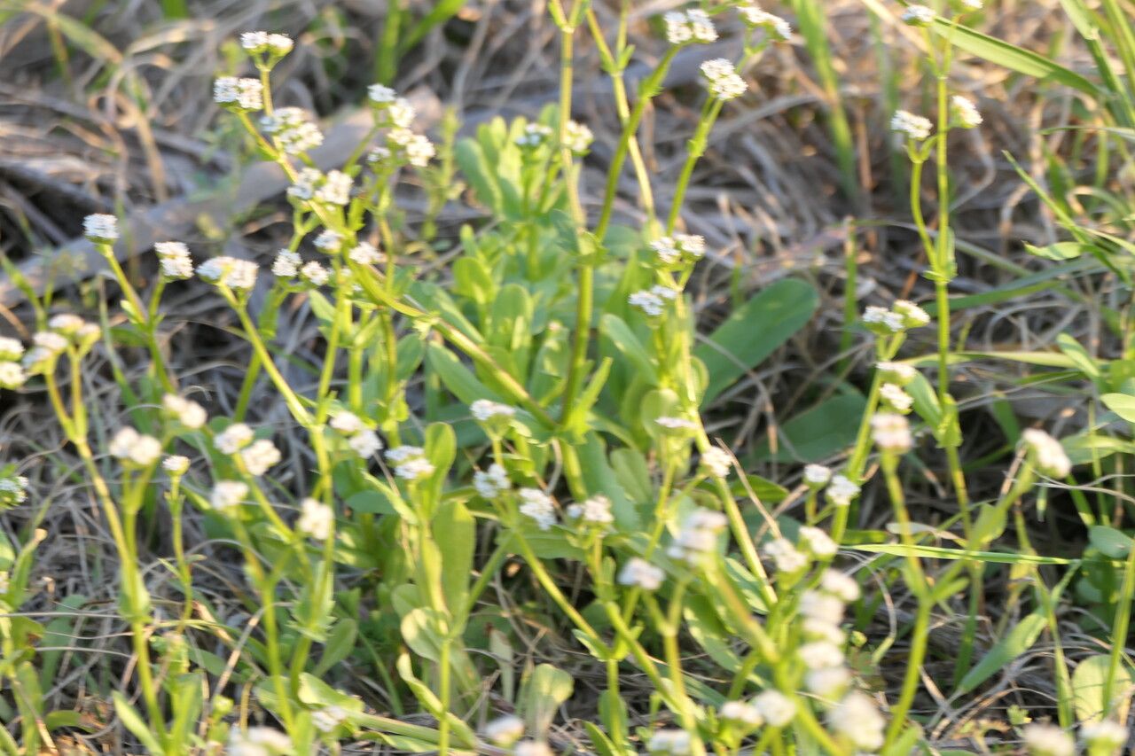 Valeriana woodsiana — search result for 'Valeriana'