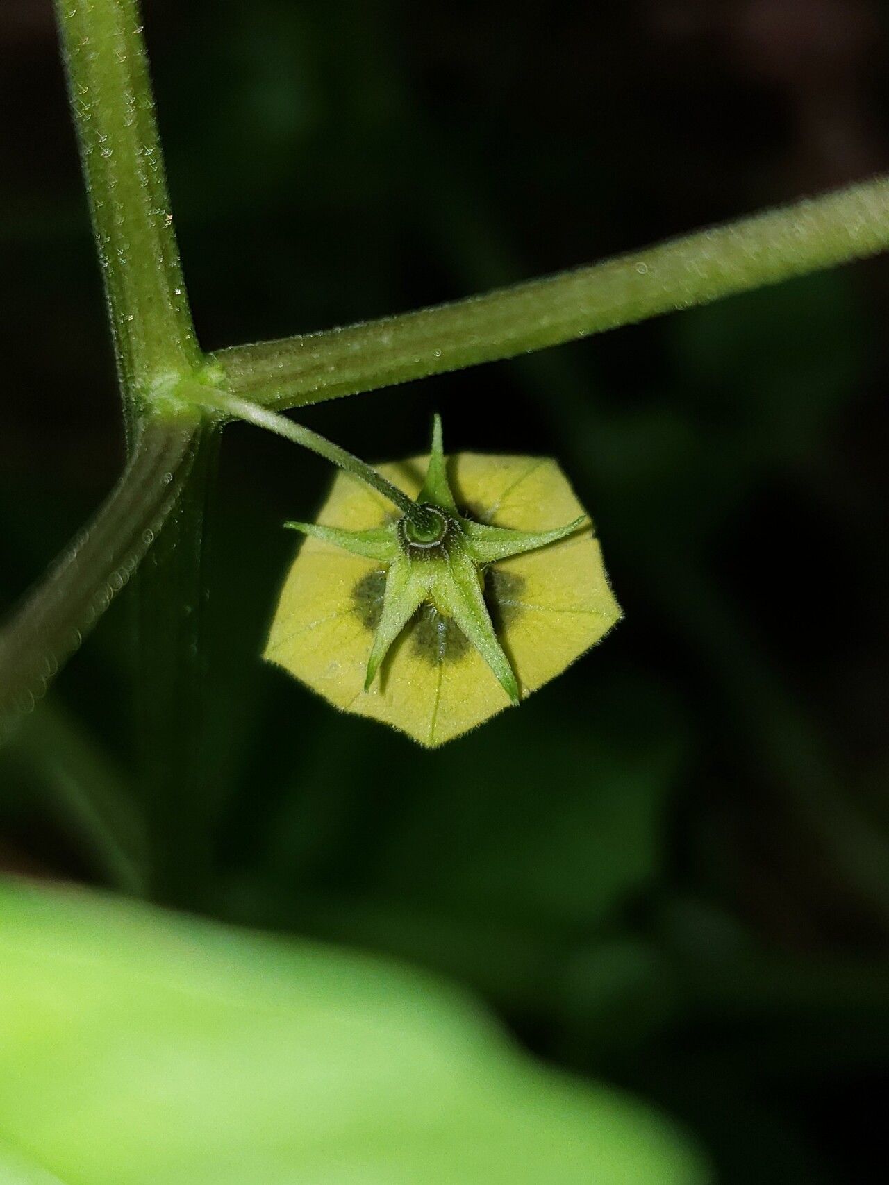 Physalis cordata flower