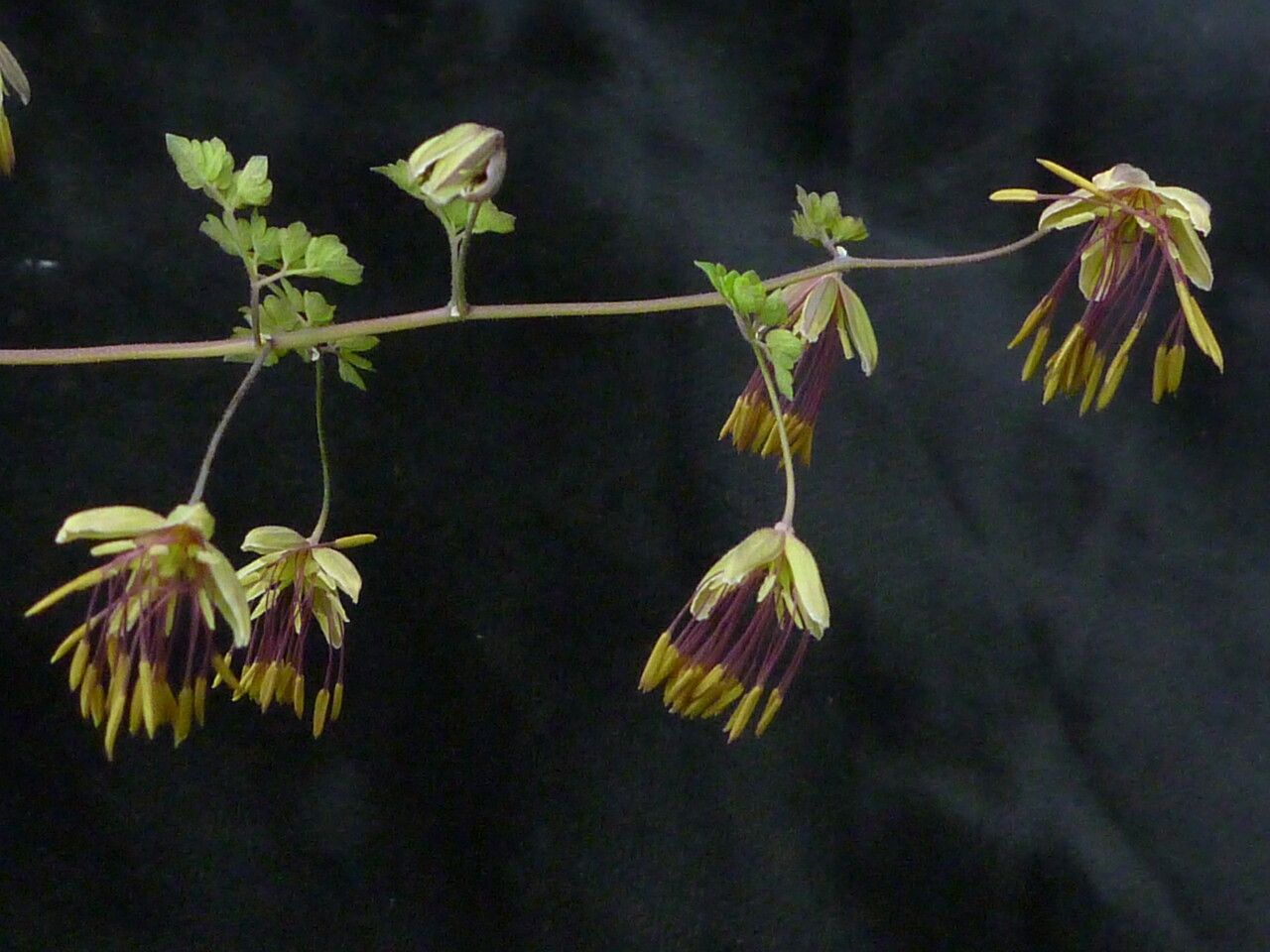 Thalictrum squamiferum habit