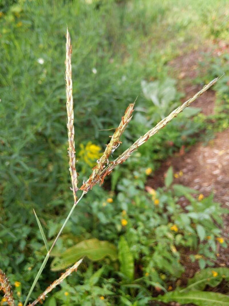 Andropogon gerardii fruit