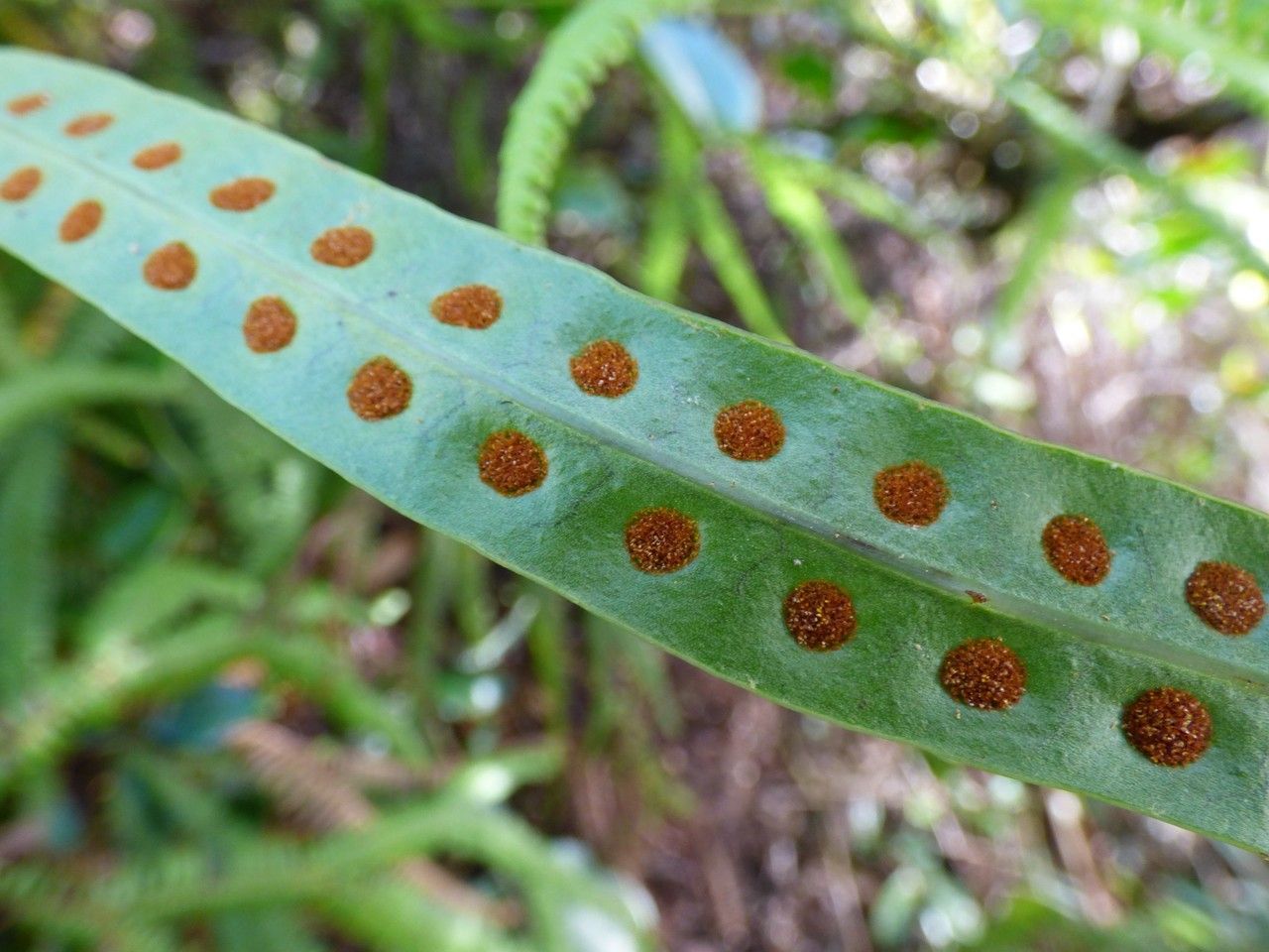 Lepisorus excavatus fruit