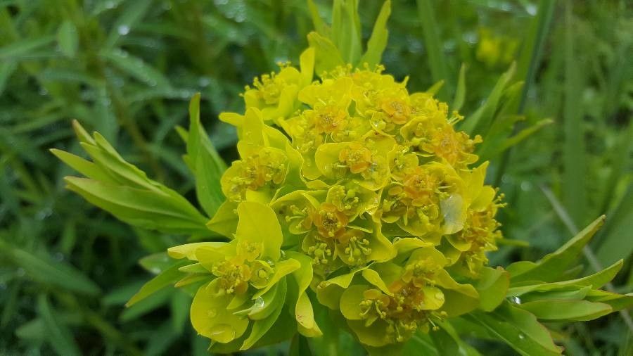 Euphorbia palustris flower
