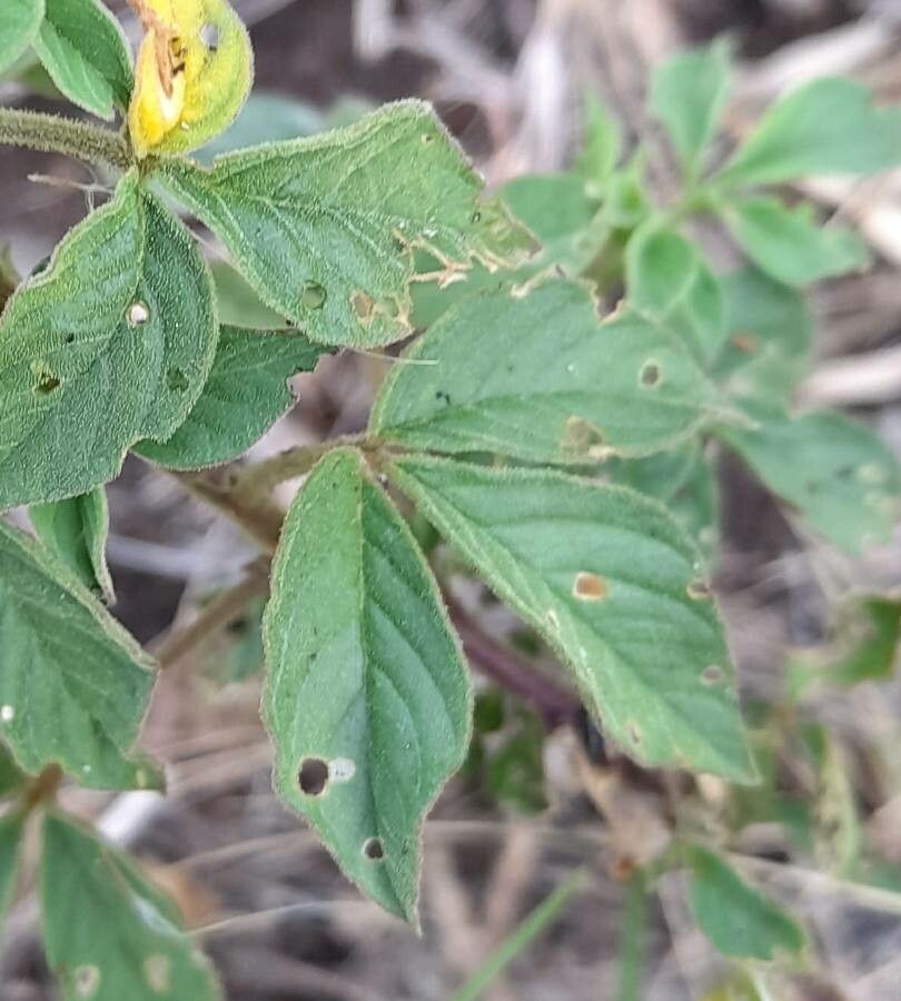 Cleome aculeata — related species from the same genus