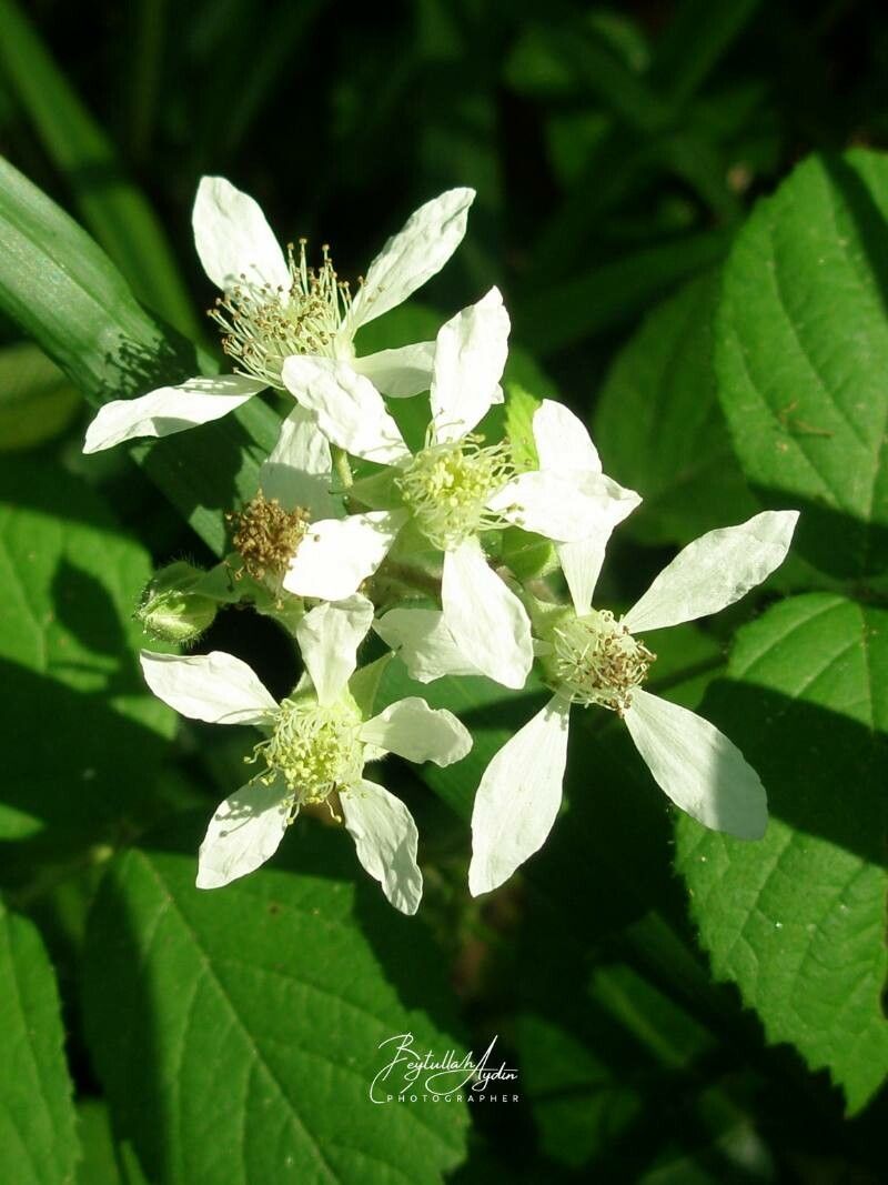 Rubus canescens flower