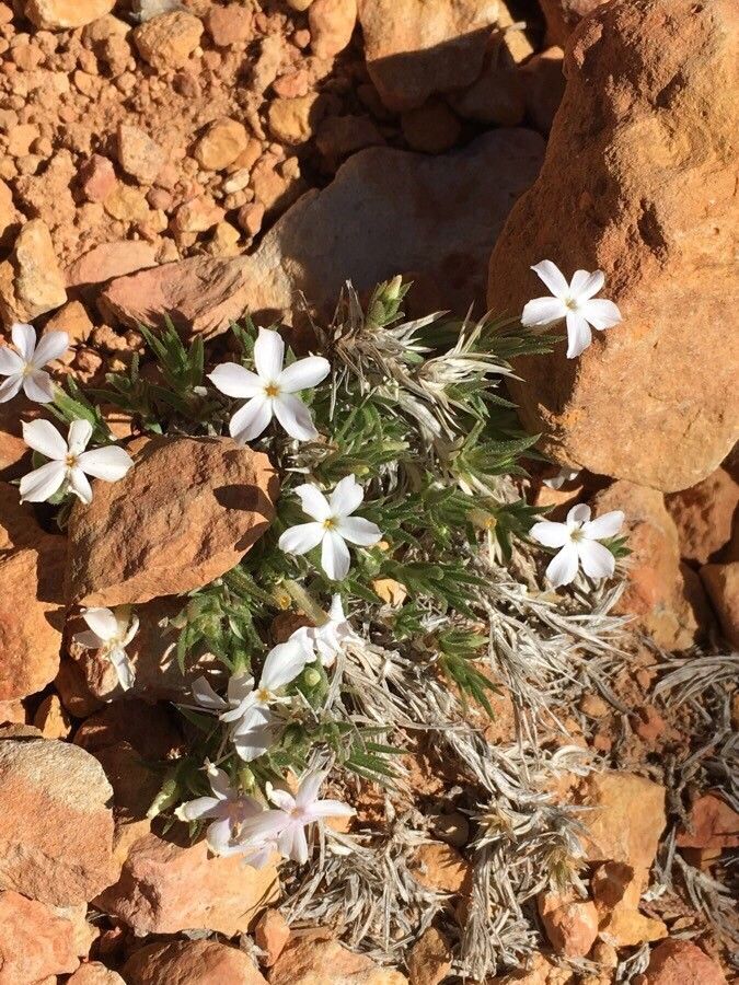 Phlox hoodii habit