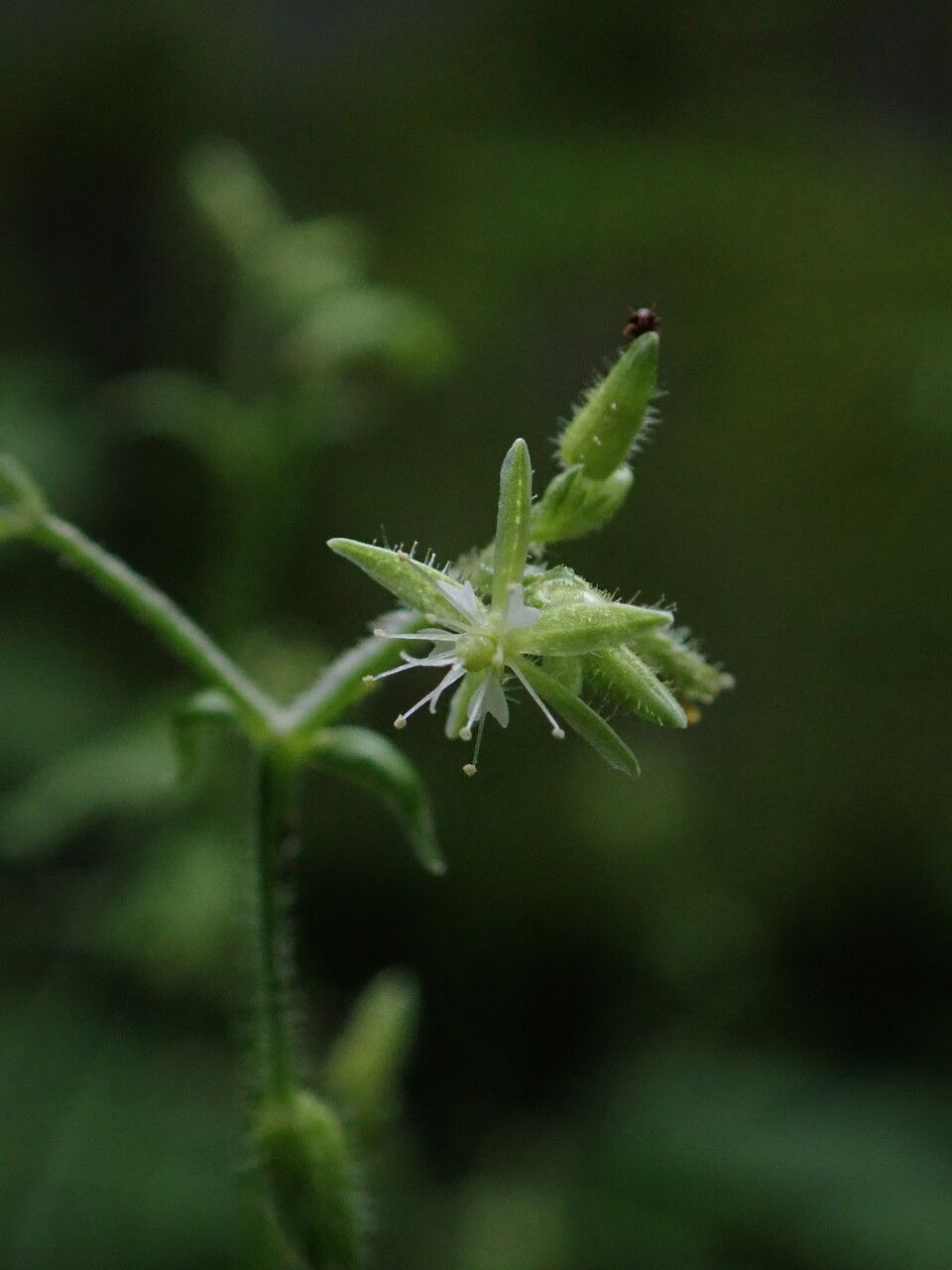 Stellaria williamsiana habit