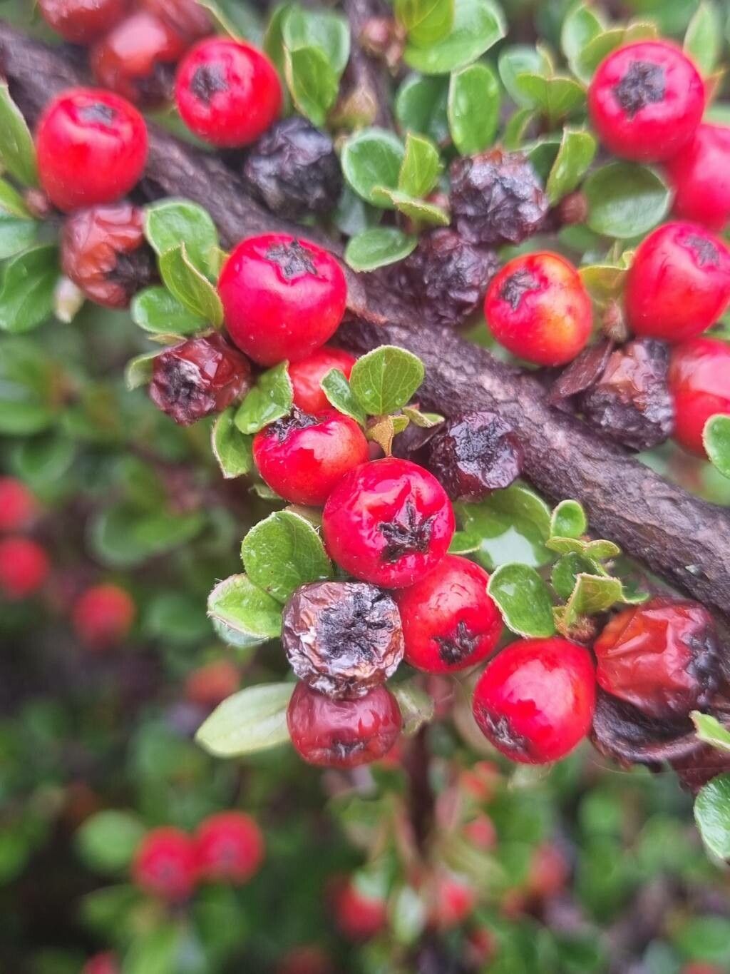 Cotoneaster nan-shan fruit