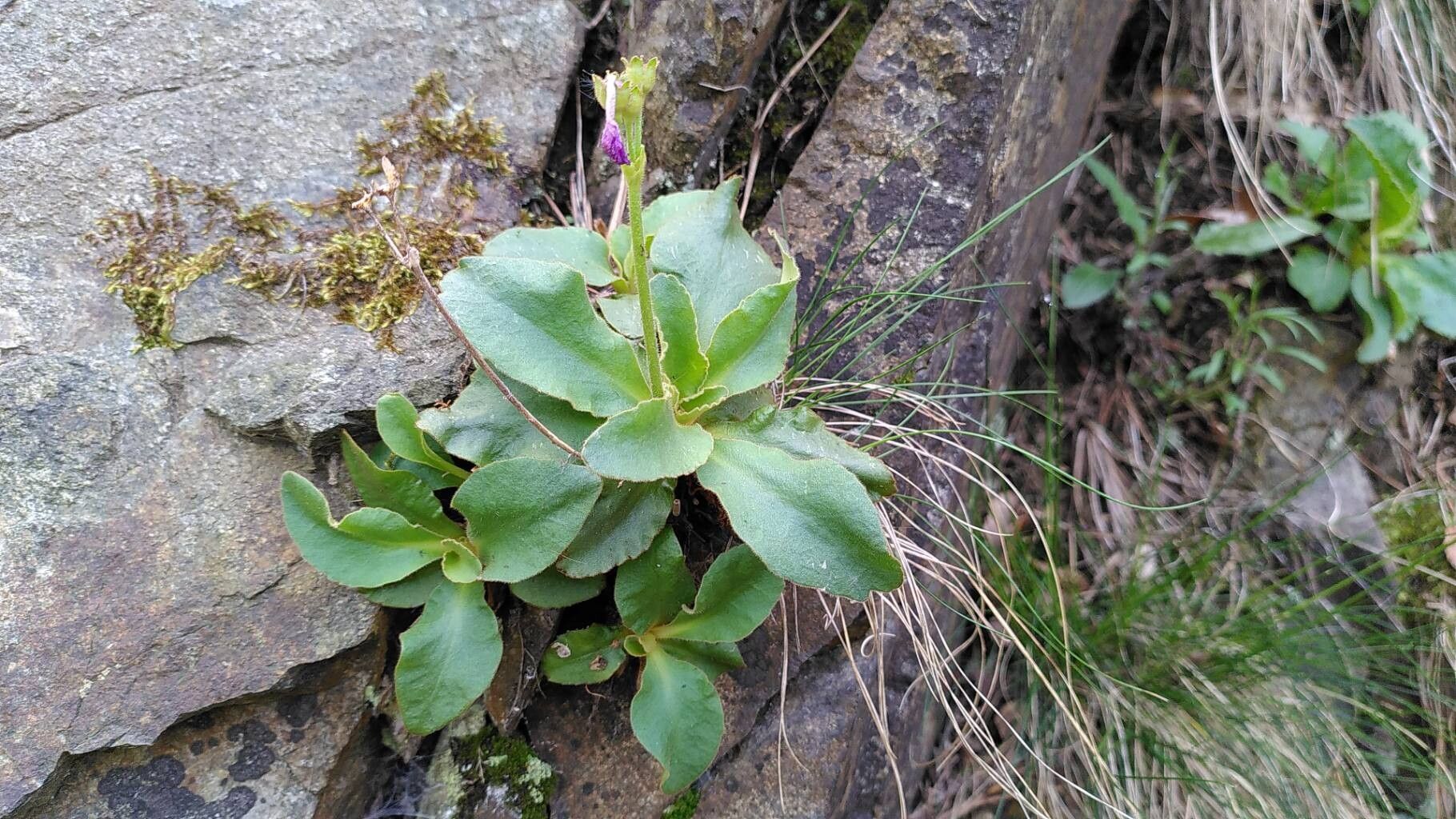 Primula villosa — houseplant care guide
