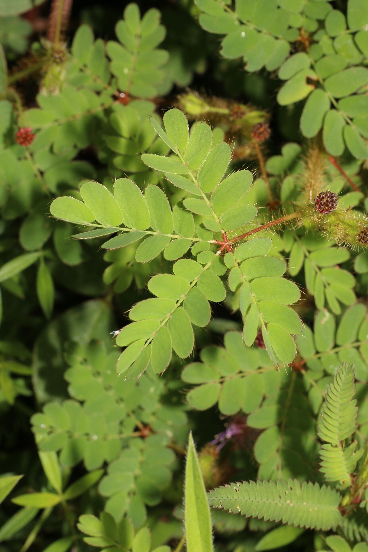 Mimosa skinneri — search result for 'Mimosa'