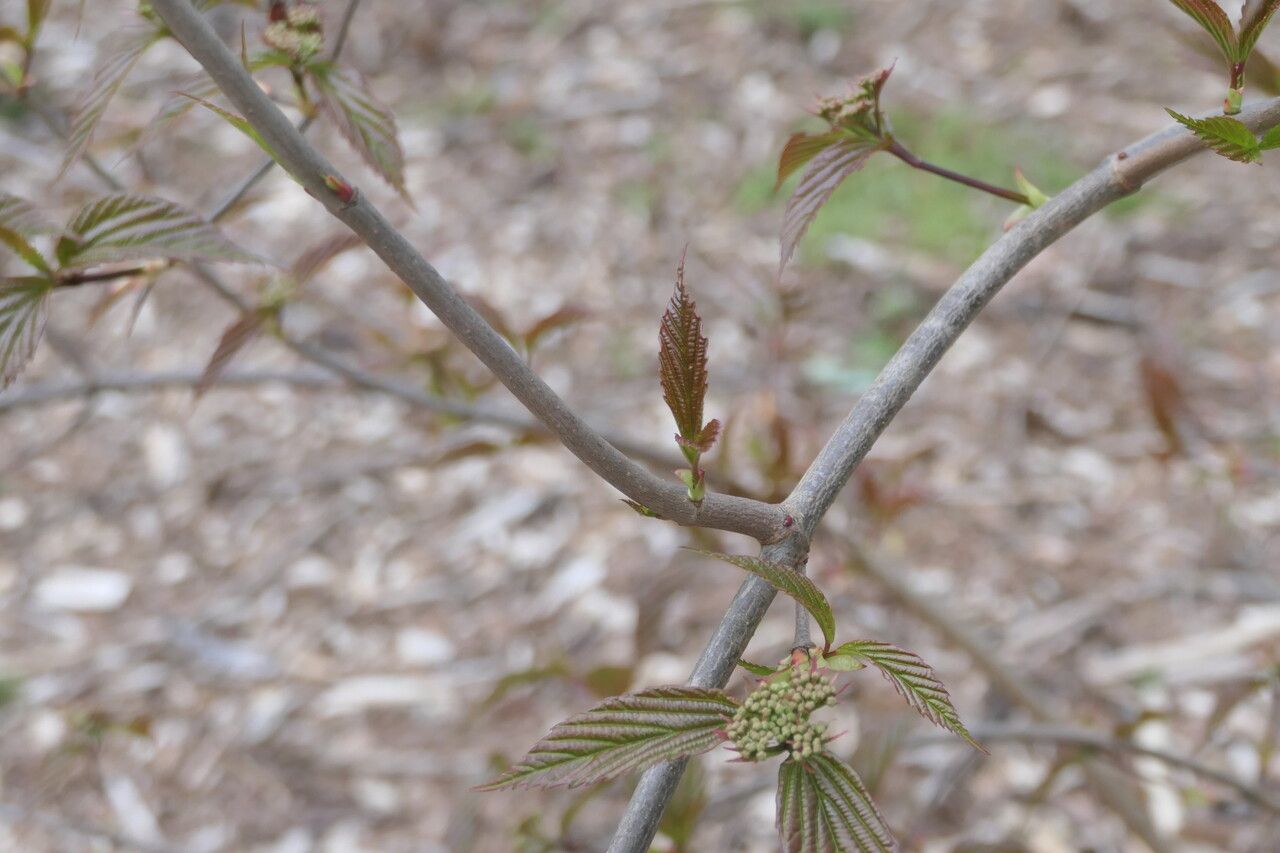 Viburnum setigerum bark
