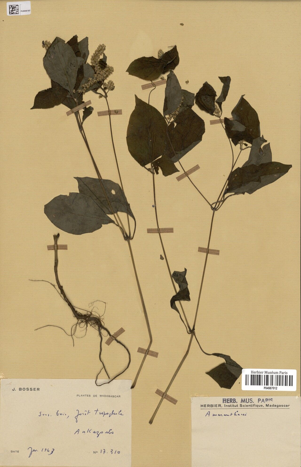 Cyathula humbertiana — houseplant care guide