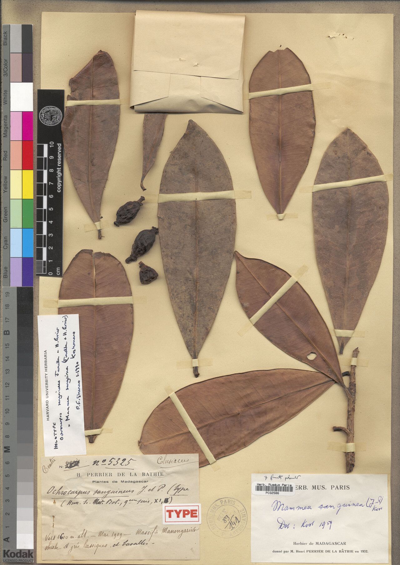 Mammea sanguinea — search result for 'Mammea'